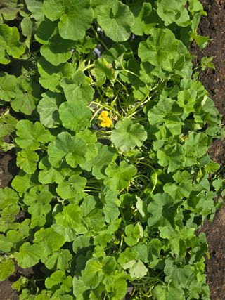 김태환님의 호박 · 영농일지 작성글 사진