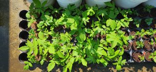 고동옥님의 기타작물 · 영농일지 작성글 사진