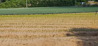 레티님의 기타작물 · 영농일지 작성글 사진