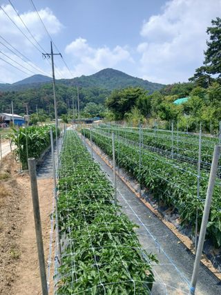이광희님의 기타작물 · 영농일지 작성글 사진