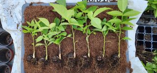 고동옥님의 기타작물 · 영농일지 작성글 사진