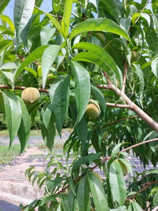 손길준님의 기타작물 · 영농일지 작성글 사진