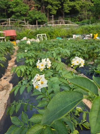 김윤회님의 감자 · 영농일지 작성글 사진