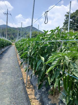 이광희님의 기타작물 · 영농일지 작성글 사진