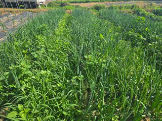 강화화도님의 기타작물 · 영농일지 작성글 사진