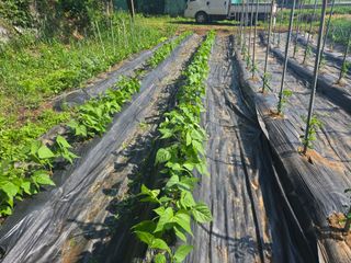 강화화도님의 기타작물 · 영농일지 작성글 사진