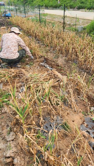 봉담고추님의 마늘 · 영농일지 작성글 사진