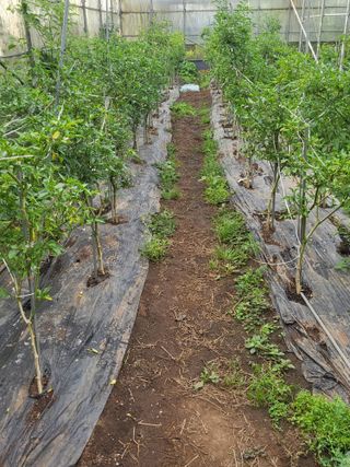 이경갑님의 고추 · 영농일지 작성글 사진