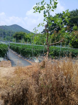 이광희님의 기타작물 · 영농일지 작성글 사진