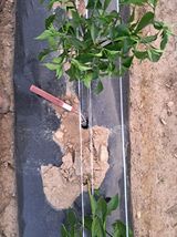 팜모닝 기타작물·영농일지 게시글 이미지