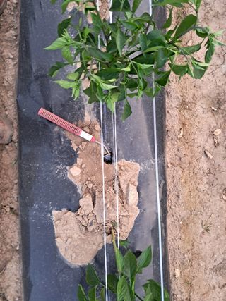 이인성님의 기타작물 · 영농일지 작성글 사진