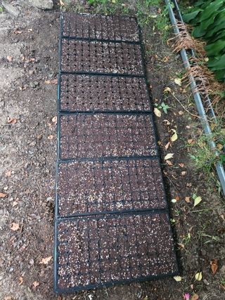 찔레골 양봉 농원님의 옥수수 · 영농일지 작성글 사진