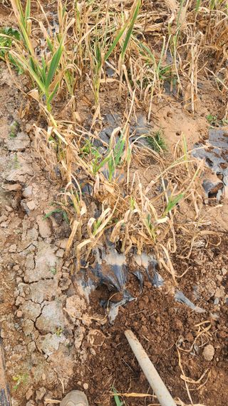 봉담고추님의 마늘 · 영농일지 작성글 사진