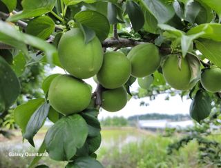 권ㅇㅎ님의 매실 · 영농일지 작성글 사진