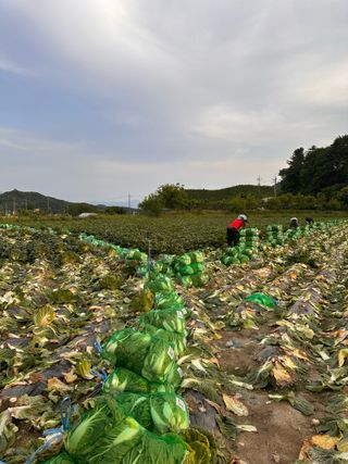 호저*윤정님의 배추 · 영농일지 작성글 사진