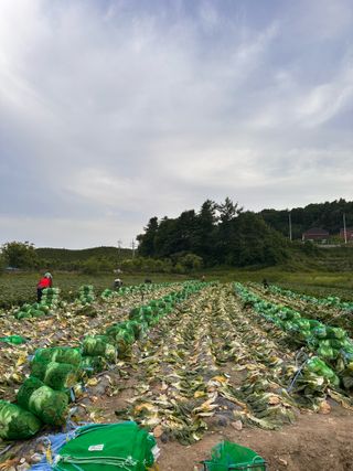 호저*윤정님의 배추 · 영농일지 작성글 사진
