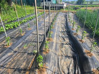 강화화도님의 기타작물 · 영농일지 작성글 사진