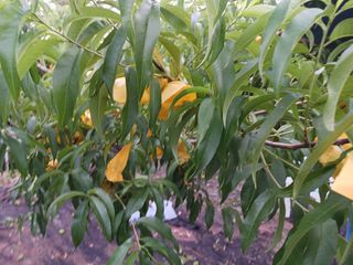 신현철님의 사과 · 영농일지 작성글 사진