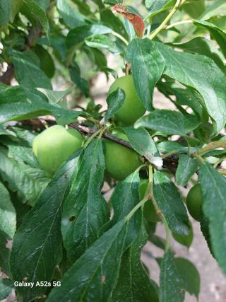 손길준님의 기타작물 · 영농일지 작성글 사진