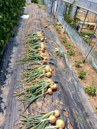 백영호님의 고추 · 영농일지 작성글 사진