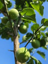 팜모닝 매실·영농일지 게시글 이미지