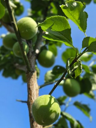 권ㅇㅎ님의 매실 · 영농일지 작성글 사진