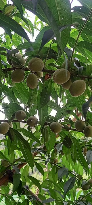 고병길님의 복숭아 · 영농일지 작성글 사진