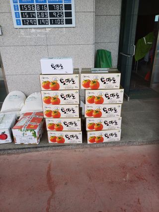 전원수님의 토마토 · 영농일지 작성글 사진