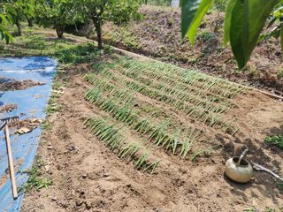 대운농원님의 기타작물 · 영농일지 작성글 사진