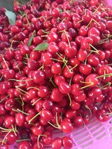 팜모닝 기타작물·영농일지 게시글 이미지