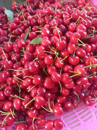 김훈철님의 기타작물 · 영농일지 작성글 사진