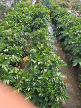 팜모닝 감자·영농일지 게시글 이미지