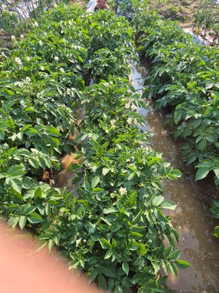 우리농장주님의 감자 · 영농일지 작성글 사진