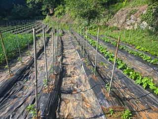 강화화도님의 기타작물 · 영농일지 작성글 사진