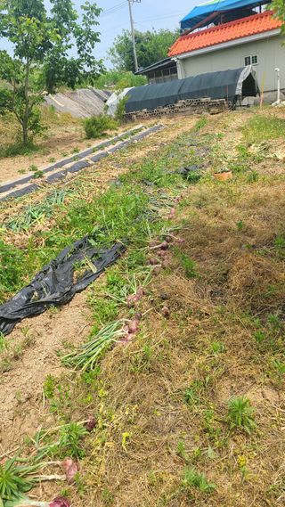 솔안농부님의 마늘 · 영농일지 작성글 사진