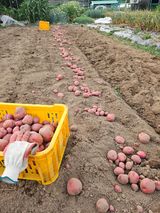 팜모닝 기타작물·영농일지 게시글 이미지