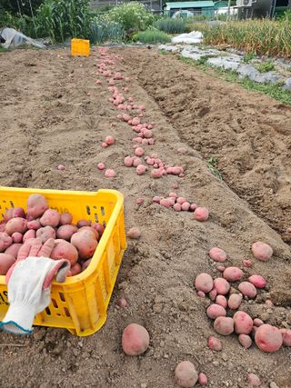 신재승님의 기타작물 · 영농일지 작성글 사진