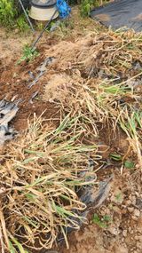 팜모닝 마늘·영농일지 게시글 이미지