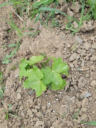 김홍중님의 두릅 · 영농일지 작성글 사진