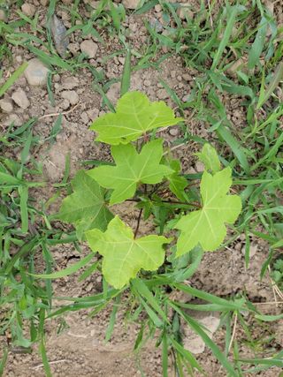 김홍중님의 두릅 · 영농일지 작성글 사진