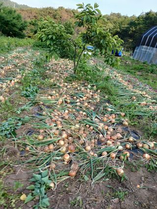 박지성 님의 기타작물 · 영농일지 작성글 사진