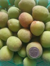 팜모닝 기타작물·영농일지 게시글 이미지