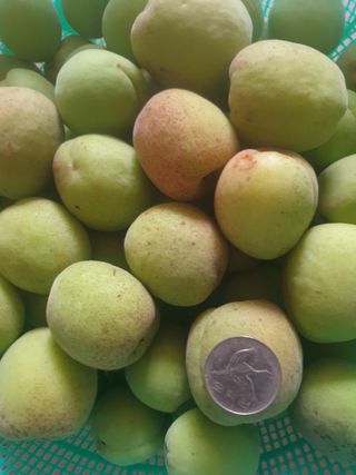 김윤숙님의 기타작물 · 영농일지 작성글 사진