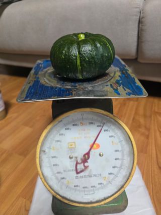 김태환님의 호박 · 영농일지 작성글 사진