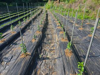 강화화도님의 기타작물 · 영농일지 작성글 사진