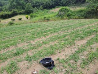 김홍중님의 두릅 · 영농일지 작성글 사진