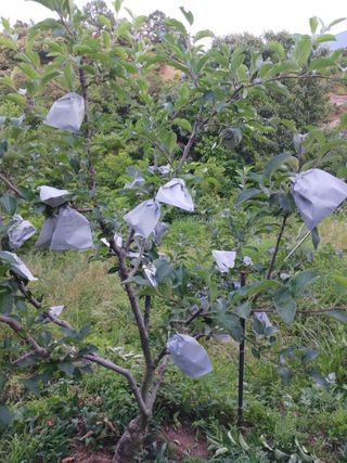 신현철님의 사과 · 영농일지 작성글 사진