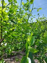 팜모닝 기타작물·영농일지 게시글 이미지