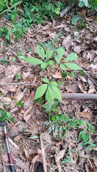 조연만님의 기타작물 · 영농일지 작성글 사진