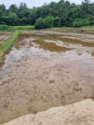 강진귀농10년차님의 벼 · 영농일지 작성글 사진